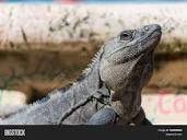 Giant Lizard Mexico, Image & Photo (Free Trial) | Bigstock
