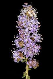 Image result for Selago lacunosa