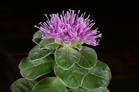 Image result for Vernonia galpinii