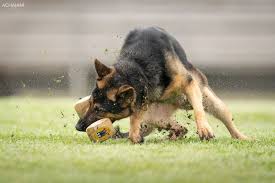 White german shepherds, alsation shepherds, black and tan german shepherd, silver sable german shepherd, fawn san antonio texas puppies for sale. White German Shepherd Puppies Texas The Y Guide
