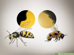 3 Ways To Identify Wasps Wikihow
