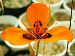 Image result for Moraea