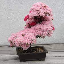 Pin On Bonsai