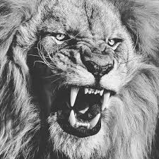 Black And White Angry Lion Face Wallpaper Lions Tatuagens De Leao Desenho De Tatuagem De Leao Fotos De Leao