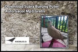 Suara burung berisi suara burung berkualitas kencang kicau untuk pancingan burung jantan muda, terapi macet suara kicau untuk jantan cocok untuk burung. Download Suara Burung Puter Auto Gacor Mp3 Gratis