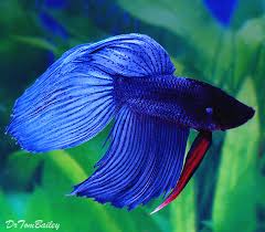 However, bettas aren't barbie and ken. Premium Male Blue Betta Fish