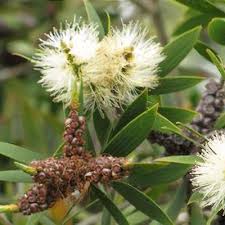 Image result for Melaleuca sp. A (Biegel 5741)