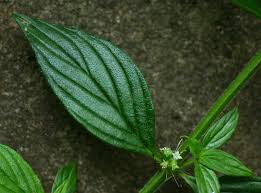 Image result for Hexasepalum sarmentosum