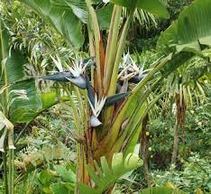 Maybe you would like to learn more about one of these? Giant Birds Of Paradise Strelitzia Nicolai True Green Nursery