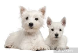 Aufkleber Zwei West Highland Terrier Welpen 4 Monate Alt Und 7 Wochen Alt Pixers Wir Leben Um Zu Verandern