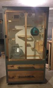 Pin On Degu S