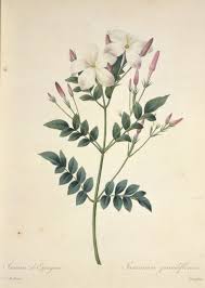 Image result for Jasminum grandiflorum