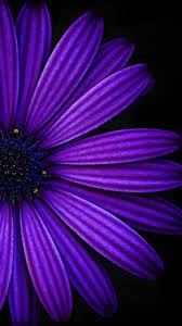 Wallpaper borders are a perfect way to achieve an outburst of color and delight easily and in a short time. Dark Purple Flower Wallpapers Top Free Dark Purple Flower Backgrounds Wallpaperaccess