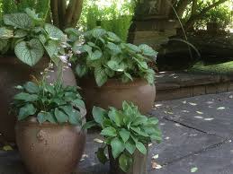 Heather Fine Gardening Plants Hostas
