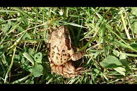 Wieviel kröte steckt im frosch? Brauner Frosch Im Garten Forum Froschnetz