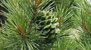 We can send you any amount of nuts! Paving The Road To The European Market For Fairwild Pine Nuts