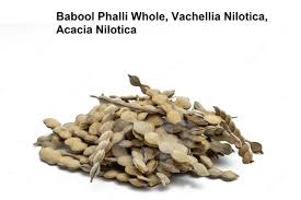 Image result for Acacia nilotica