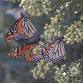 Doug Tallamy: Nature’s Best Hope event image