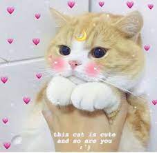 Memes Reaction Dog 70 New Ideas Cute Cat Memes Cat Memes Dog Memes