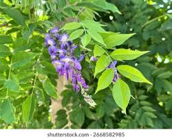 Image result for Vigna frutescens