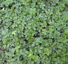 Image result for Potentilla simplex