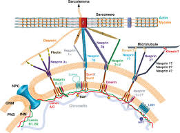 What is the function of nucleus membrane. Linker Of Nucleoskeleton And Cytoskeleton Complex Proteins In Cardiac Structure Function And Disease Circulation Research