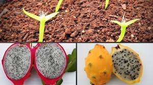 Sembrar las semillas en una mezcla de tierra arenosa y mantener el suelo a 70 grados fahrenheit. Como Germinar Semillas De Pitahaya Dragon Fruit Pitaya Youtube