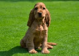 Bathing too frequently could cause the coat to dull or become dry. English Cocker Spaniel Puppies Pure Breed Pups Pet Mania Dubai