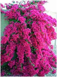 Bougainvillea Barbara Karst Just Planted This In My Back Yard And Am So Excited To See It Grow It S Beautiful Hot Pi Plants Beautiful Gardens Trees To Plant