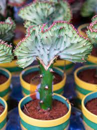 Just like flowers, cacti and succulents have their own symbolic meaning that you should know about. Mermaid Succulent Plants Succulent Mermaid Tail Plant Info