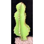 Image result for Euphorbia fortissima