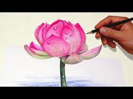 Step By Step How To Draw Color A White Magnolia Flower With Colored Pencils Emmy Kalia Yo Lotus Flower Drawing Flower Drawing Pencil Drawings Of Flowers Faber castel polychromo color pencils character: