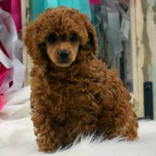 Maybe you would like to learn more about one of these? Radiant Red Poodles Home Facebook