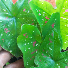 Jual Caladium Tricolor Keladi 3 Warna Kab Bogor Taman Tamfan Tokopedia