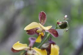 Image result for Eulophia streptopetala