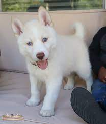Mya the siberian husky as a puppy at a few weeks old this is teddy the red and white wooly siberian husky with blue eyes at 5 1/2 years old. Read This Before You Get A Siberian Husky Puppy The Millennial Stay At Home Mom