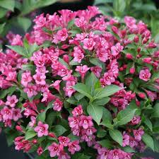 The beautiful foliage lasts all season and is deer resistant. My Monet Purple Effect Weigela Wholesale Liners Spring Meadow Nursery