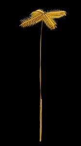 Image result for Dactyloctenium aegyptium