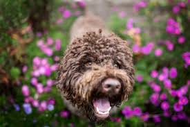 Lagotto romagnolo pup ~ classic look. Lagotto Niedersachsen Lagotto Romagnolo Zuchter Deutschland