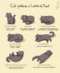 Cat Trust Crazy Cats Cat Behavior Cat Facts