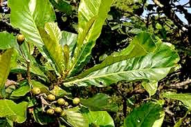 Image result for Anthocleista