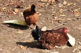 It's a great choice in the summer when the water content comes in handy to help keep chickens hydrated. Monster Zucchini Chickens Love Zucchini Better Hens Gardens