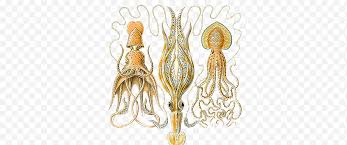 Detail gambar gambar sotong kartun cumi cumi kartun realistik cumi cumi ka. Ilustrasi Cumi Cumi Png Klipartz