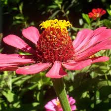 We did not find results for: Flower Jigsaw Puzzles For Android Apk Download