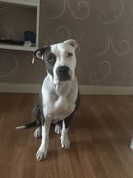 6 Month American Pitbull Terrier Black And White Shiba 6 Months Pitbull Perros Pitbull Animales