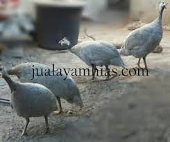 Ayam Mutiara Silver Dewasa