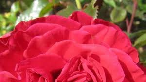 Официальная электронная площадка для реализации возбудителя рандеву, созданная производителем продукта «rendez vouz». Samedi La Roseraie En Pleine Eclosion