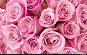 Qualità da hd a 4k, disponibile gratuitamente su. Pink Rose Hd Wallpapers Http Wallpapersko Com Pink Rose Hd Wallpapers Html Hd Wallpapers Download Carta Da Parati A Fiori Fiori Rosa Rose Belle