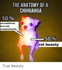 Chihuahuas are simply the best, right? Please Join Me In Thinking About Chihuahuas The Outline