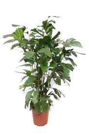 Info@mitis.fr +33(0)2 40 59 24 21. Caryota Mitis Fish Tail Or Fin Palm Florastore